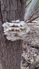 Pleurotus ostreatus