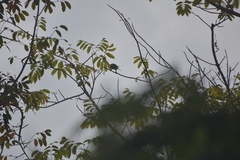 Psittacula alexandri fasciata