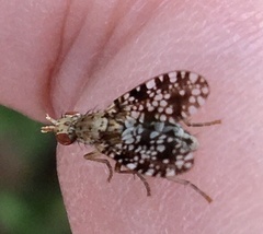 Trypetoptera punctulata