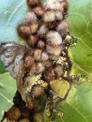 Caryomyia