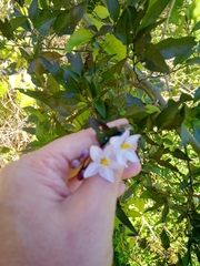 Solanum laxum