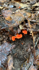 Cantharellus cinnabarinus