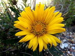 Berkheya armata