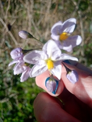 Solanum laxum