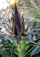 Berkheya armata
