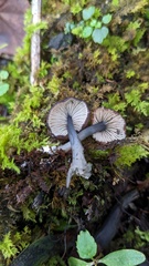 Cyanula