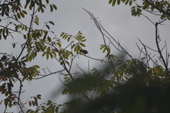 Psittacula alexandri fasciata