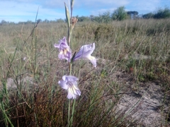 Gladiolus carinatus