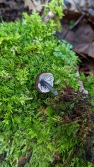 Cyanula