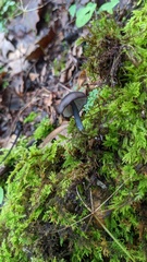Cyanula