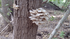 Pleurotus ostreatus