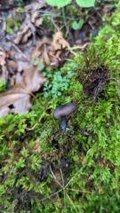 Cyanula