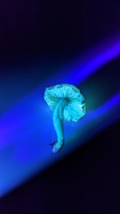 Cyanula