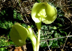 Pterygodium catholicum