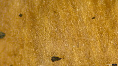 Cyanula