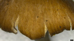 Cyanula