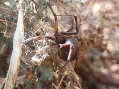 Latrodectus tredecimguttatus