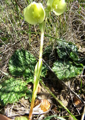 Pterygodium catholicum