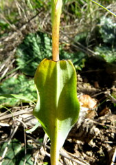 Pterygodium catholicum