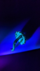 Cyanula