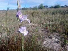 Gladiolus carinatus