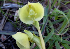 Pterygodium catholicum