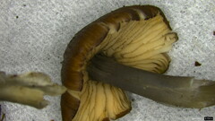 Cyanula