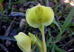 Pterygodium catholicum