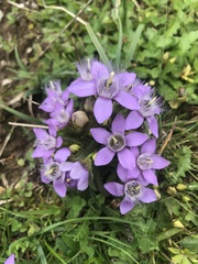 Gentianella