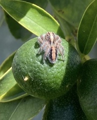 Megafreya sutrix