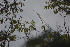 Psittacula alexandri fasciata