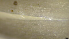 Cyanula