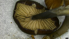 Cyanula
