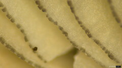Cyanula
