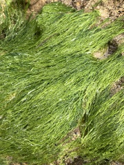 Ulva intestinalis