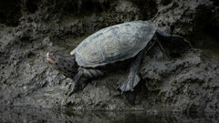 Malaclemys terrapin