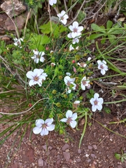 Adenandra