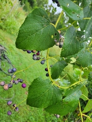 Ampelopsis