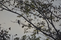 Psittacula alexandri fasciata