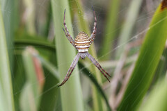 Argiope magnifica