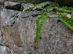 Polypodium virginianum