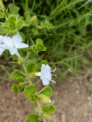 Barleria buxifolia