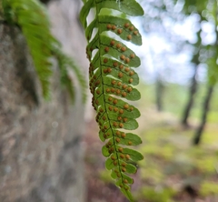 Polypodium virginianum