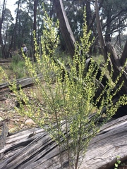 Phyllanthus hirtellus