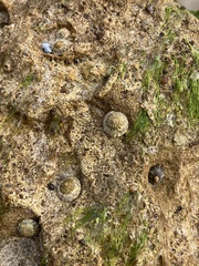 Bembicium nanum