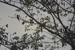 Psittacula alexandri fasciata