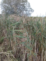 Phragmites australis