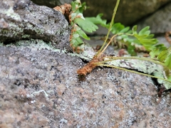 Polypodium virginianum
