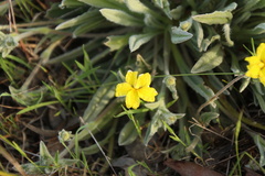 Goodenia robusta