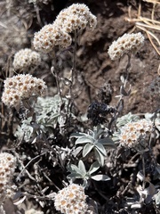 Helichrysum sutherlandii
